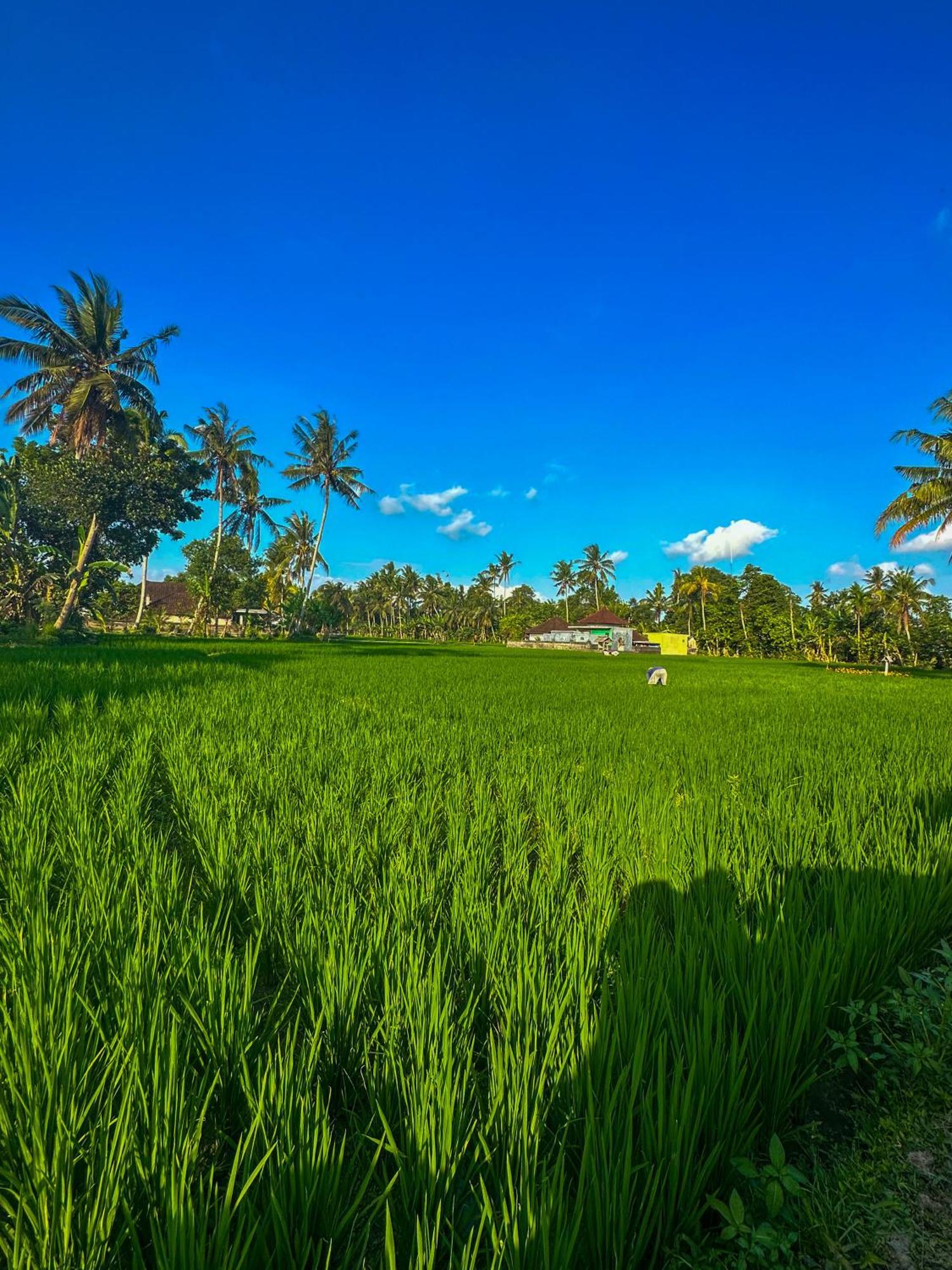 Hotel Nunu Bali Eco Friendly Retreat Canggu Exterior foto